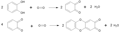 Oxidation of catechol and 1,2-Benzoquinone.png