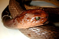 Close up of a preserved snake's face, scales reddish brown and eyes replaced with beads.