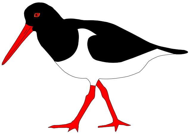 File:Oystercatcher (Haematopus ostralegus) svg-element.svg