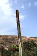 Pájara La Lajita - Oasis Park - Pachycereus schottii 02 ies.jpg