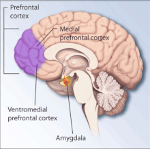 Regions of the brain associated with phobias PTSD stress brain.gif