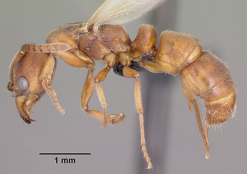 File:Pachycondyla darwinii casent0476550 profile 2.jpg