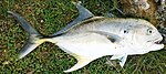 jack Pacific crevalle Mexico.jpg