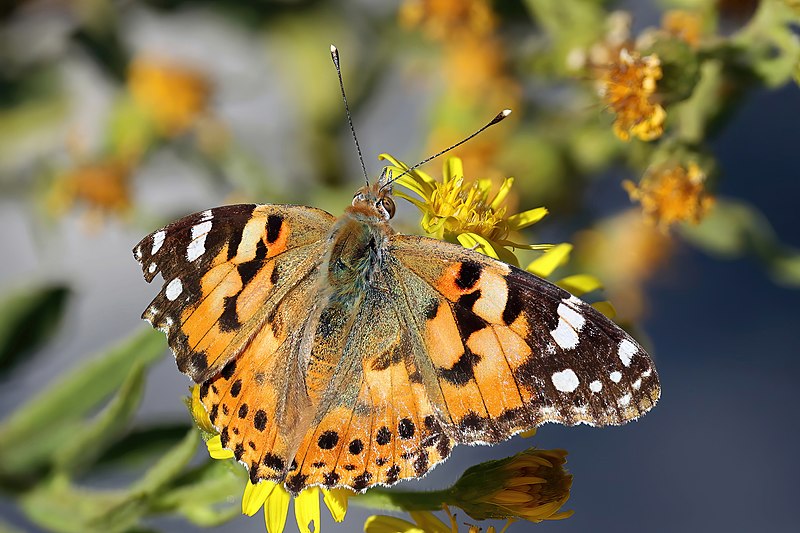 File:Painted lady (Vanessa cardui) Loja.jpg