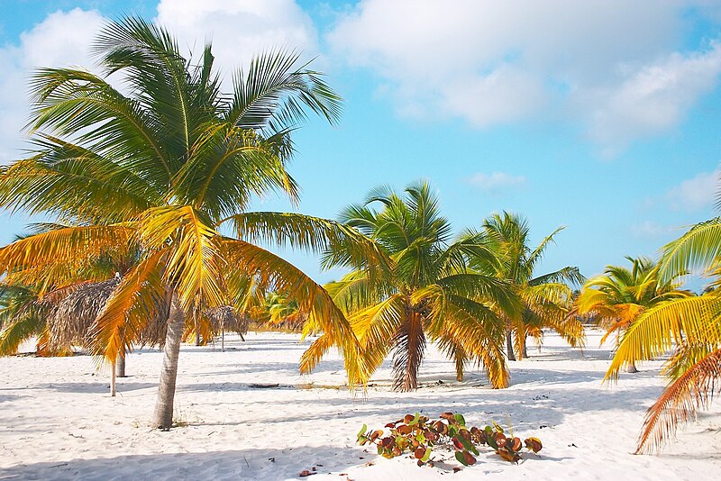 File:Palm trees on the sand of the Sirena beach at Cayo Largo.jpg