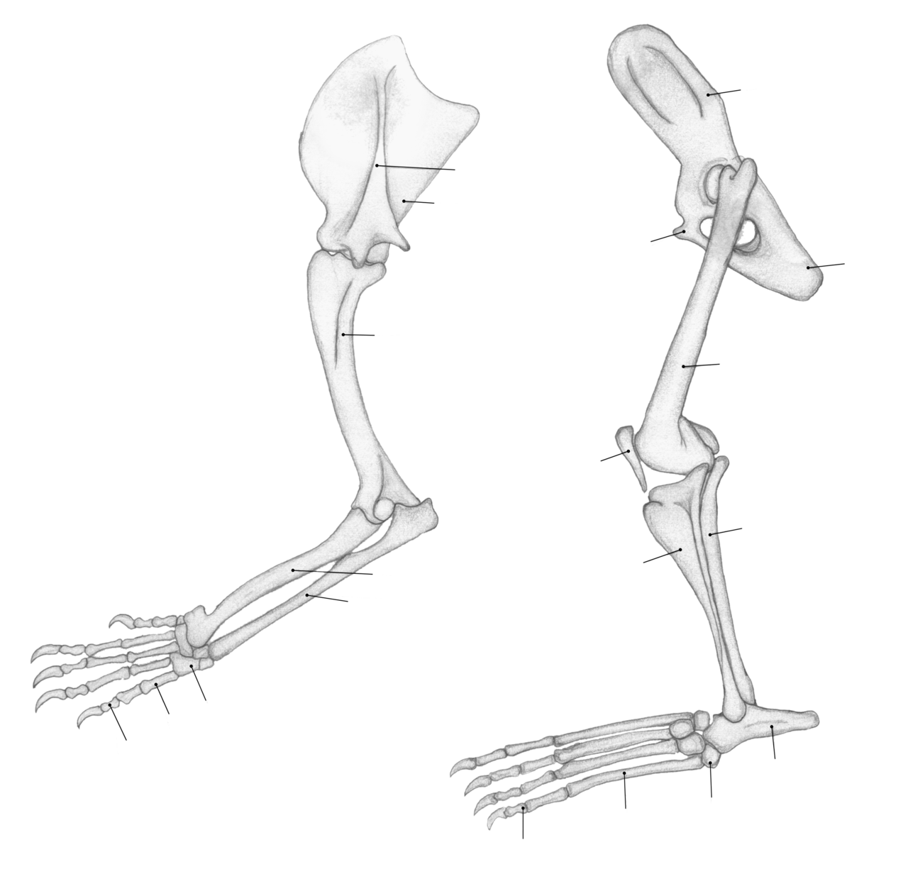 Парные конечности. Рисовка конечностей скелета. Скелет левой передней конечности животных. Скелет парных конечностей
