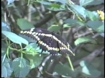 Файл: Papilio cresphontes - гигантската лястовича опашка.webm