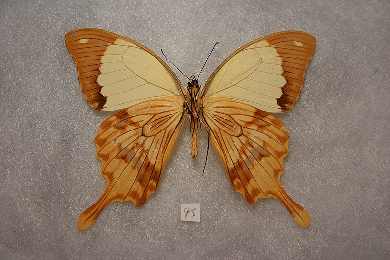 File:Papilio dardanus male ventral view.jpg