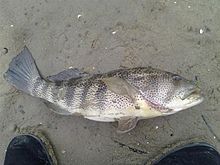 Spotted sand bass httpsuploadwikimediaorgwikipediacommonsthu