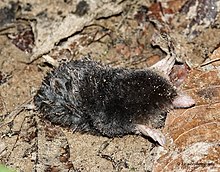 White-tailed mole Parascaptor leucura 32423682.jpg