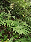 Parasenecio peltifolius