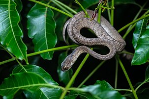 Pareas carinatus, Keeled slug-eating snake - Kaeng Krachan District, Phetchaburi (27928199866).jpg