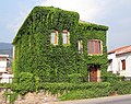 Stone house covered with Boston ivy in Kalamata