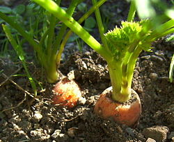 Daucus Carota