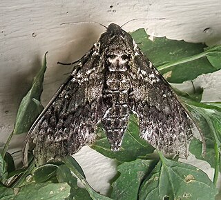 <i>Dolba</i> Genus of moths