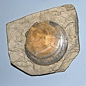 Fossilized shell of the Carboniferous-modern scallop Amusium Pectinidae - Amusium cristatum.JPG