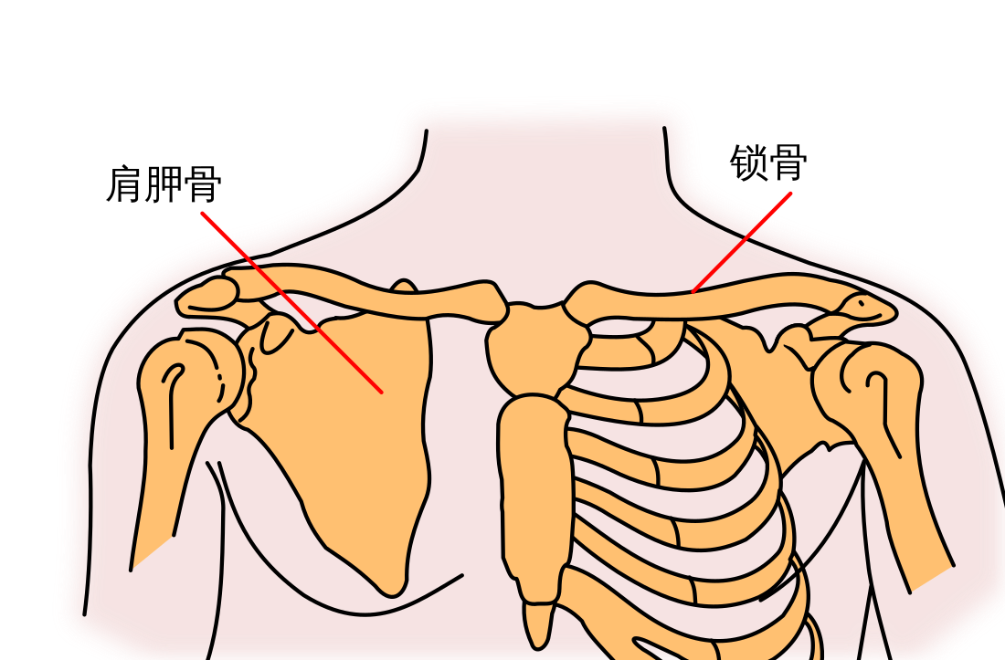 锁骨