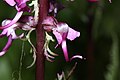 Pedicularis groenlandica