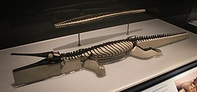 Pelagosaurus FMNH.jpg