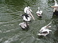 Pelicans