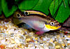 Pelvicachromis taeniatus.jpg