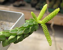 Peperomia columella 01.jpg