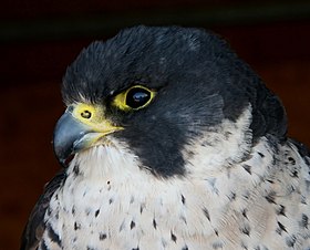 Peregrine Falcon (Falco peregrinus) (4).jpg