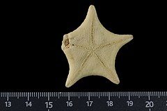 File:Pergamaster ultra (MNHN-IE-2013-17279) 03.jpg (Category:Echinodermata in the Muséum national d'histoire naturelle)