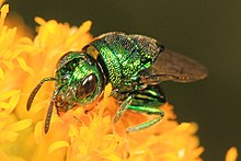 Perilampid Wasp - Euperilampus triangularis, Meadowood Farm SRMA, Meyson Nek, Virjiniya.jpg