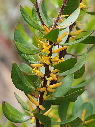 <i>Persoonia oleoides</i> Species of flowering plant