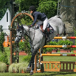 Jessica Springsteen Wikipedia