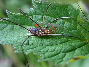 Phalangium opilio, male