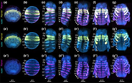 Gene expression during early embryonic development of P. opilio. By Gainett et al. (2023). Phalangium opilio labial gene expression.jpg