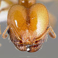 Pheidole yaqui casent0005775 head 1. jpg