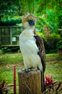 Philippine eagle 2.jpg