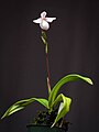 Phragmipedium andreettae