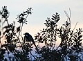 * Nomination Magpie (Pica pica) on willow (Salix sp.) --V-wolf 12:52, 26 October 2010 (UTC) * Decline Nothing in focus. Mattbuck 16:07, 3 November 2010 (UTC)