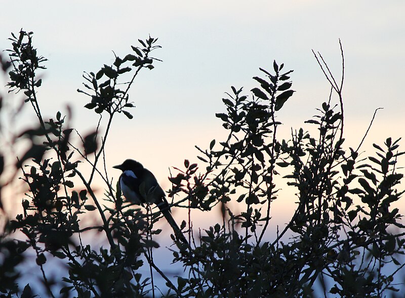 File:Pica pica on Salix sp.jpg