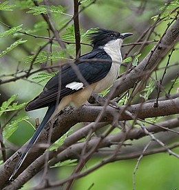 Pied Cuckoo (Clamator jacobinus) at Hyderabad, AP W 136.jpg