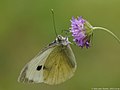 Pieris brassicae (Linnaeus, 1758)