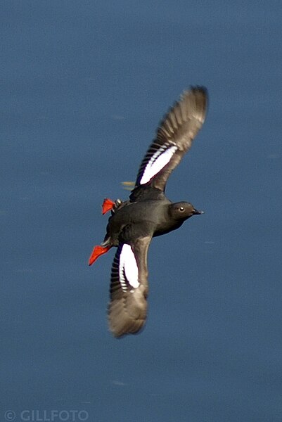 File:Pigeon Guillemot 10 (27549183748).jpg