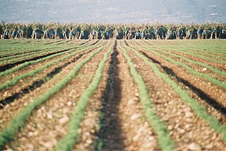 <span class="mw-page-title-main">Sa'ar</span> Place in Northern, Israel