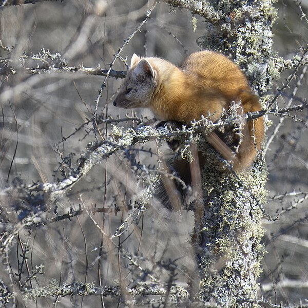 File:Pine marten admiral road feeders 2.19.24 DSC 6787-topaz-denoiseraw.jpg