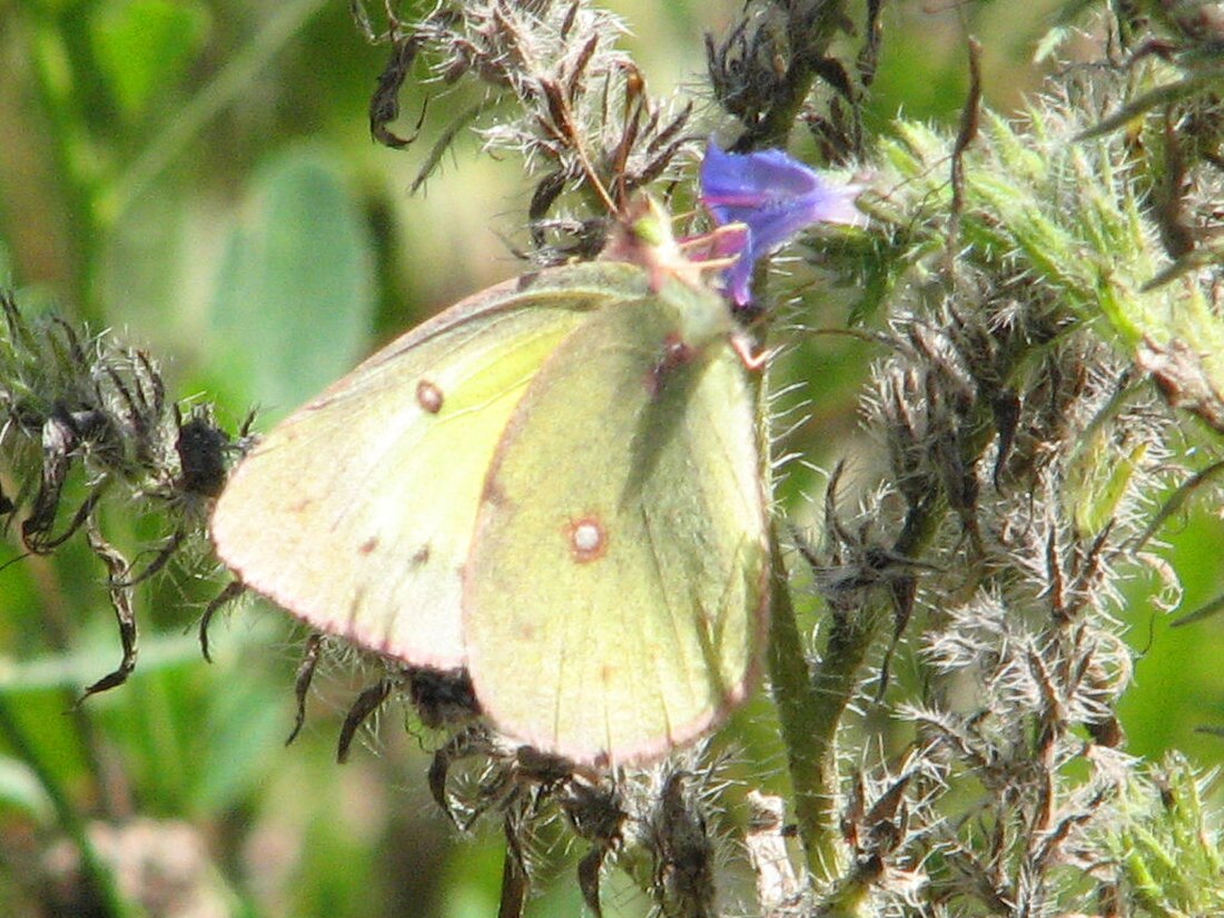 Colias interior