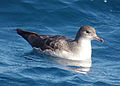 Pink-footed shearwater reesman odfw (15616069021).jpg