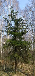 Pinus banksiana.jpg