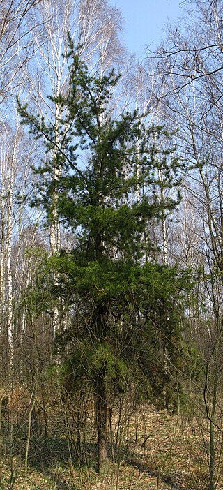 <span class="mw-page-title-main">Jack pine</span> Species of tree