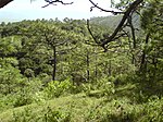Pinus devoniana forest2. jpg