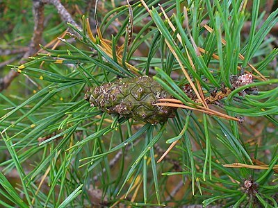 Pinus sylvestris Cone