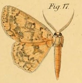 <i>Cyclophora lutearia</i> Species of moth
